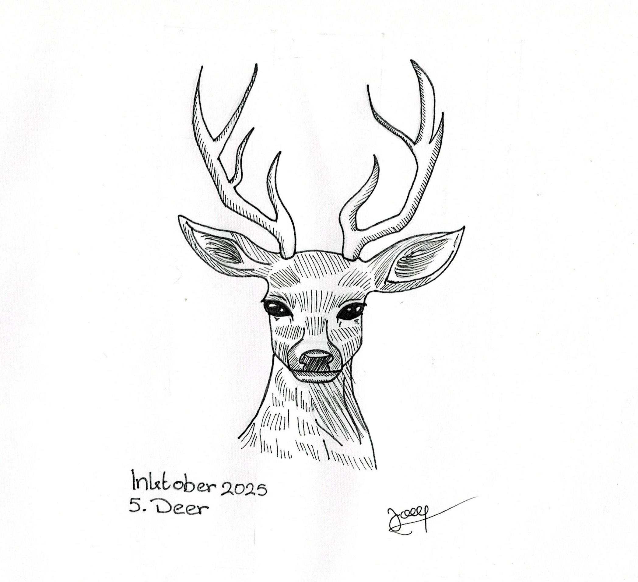 05. Deer