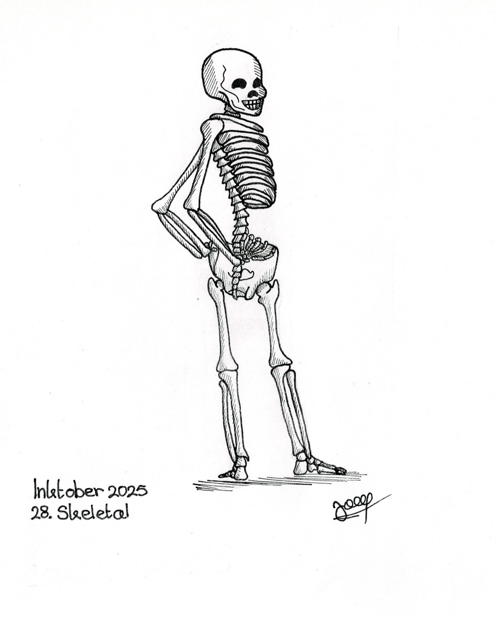 28. Skeletal